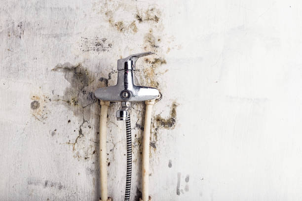 Best Mold Removal Company Near Me  in Kenai, AK