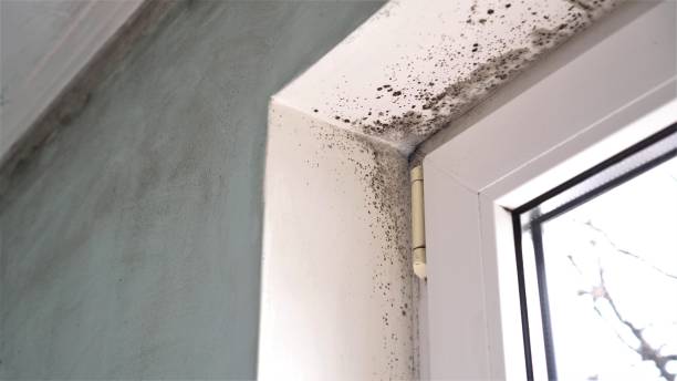 Best Office Mold Removal Services  in Kenai, AK