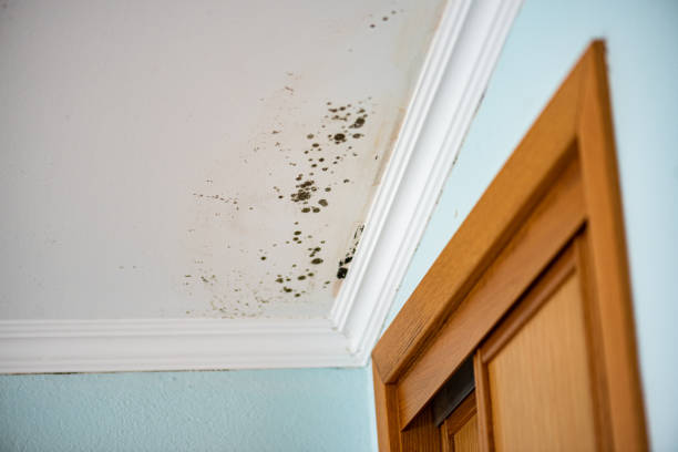 Best Fast Mold Removal  in Kenai, AK