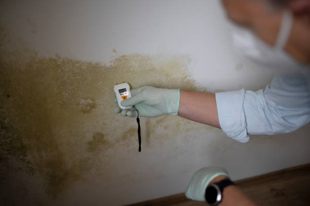 Best Mold Damage Repair  in Kenai, AK