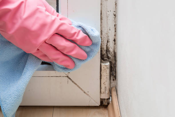 Best Attic Mold Removal  in Kenai, AK